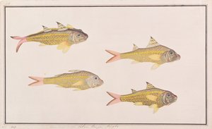 Kecskehal, a Drawings of Fishes from Malacca, 1805-1818 körül (wc papíron) alkotó: Chinese School